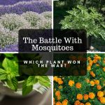 the battle with mosquitoes