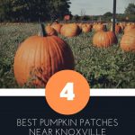 best pumpkin patches near knoxville