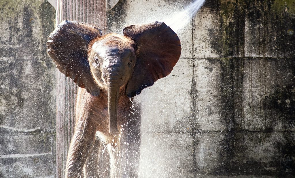 zoo virtual field trip