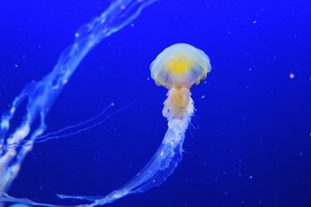aquarium virtual field trips