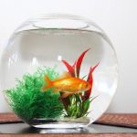 How Owning a Pet Fish Improves Mental Health