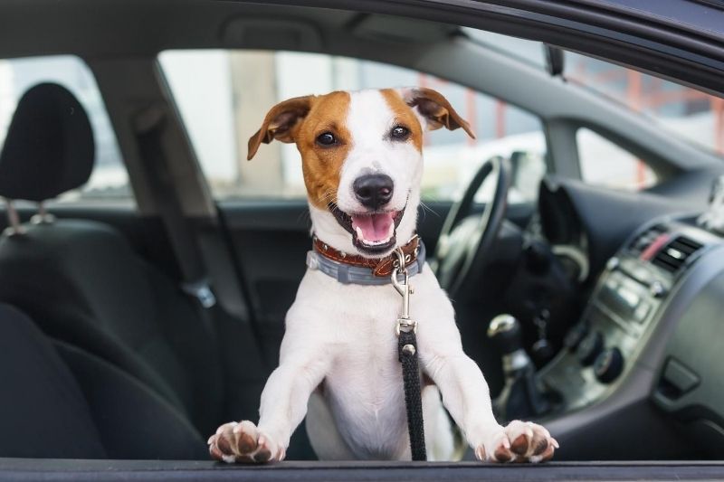 Items Every Dog Owner Should Have in Their Car