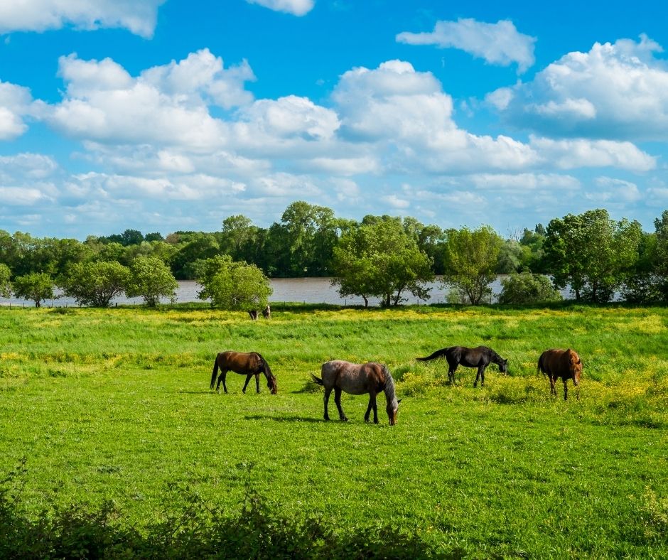 The Benefits of Moving To the Countryside