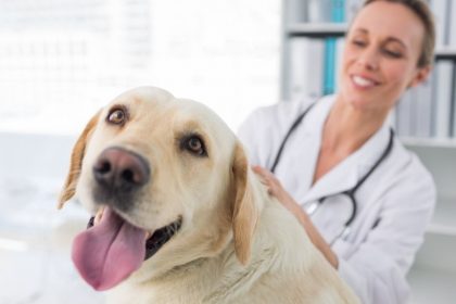 Ways To Prepare Your Anxious Dog for the Vet