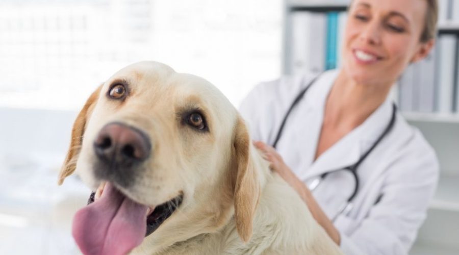 Ways To Prepare Your Anxious Dog for the Vet