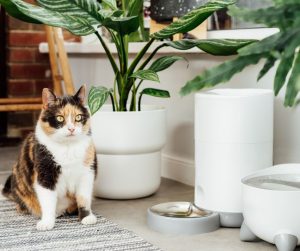 Tips for Creating the Perfect Pet Space in Your Home