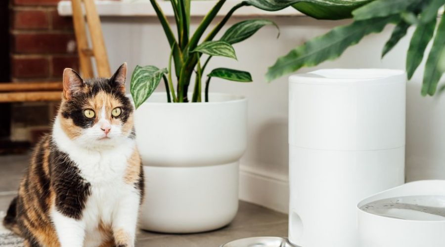Tips for Creating the Perfect Pet Space in Your Home