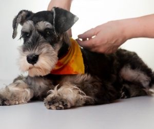 Doggy Caregivers: Best Ways To Care for a Diabetic Dog