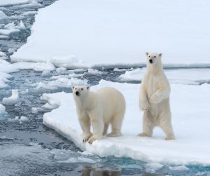 Two polar bears appear on a sheet of ice. One bear stands up on two legs, and the other is on all fours.