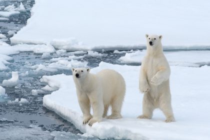 Two polar bears appear on a sheet of ice. One bear stands up on two legs, and the other is on all fours.