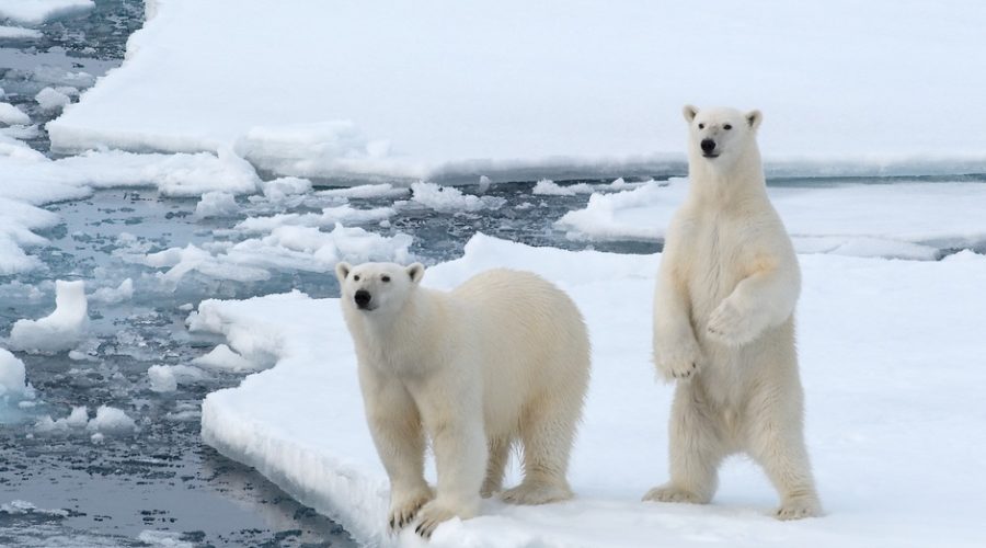 Two polar bears appear on a sheet of ice. One bear stands up on two legs, and the other is on all fours.