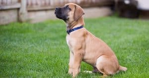 An adorable tan Boerboel puppy sits on a grassy surface. The puppy has a blue collar and black ears.