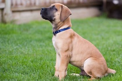 An adorable tan Boerboel puppy sits on a grassy surface. The puppy has a blue collar and black ears.