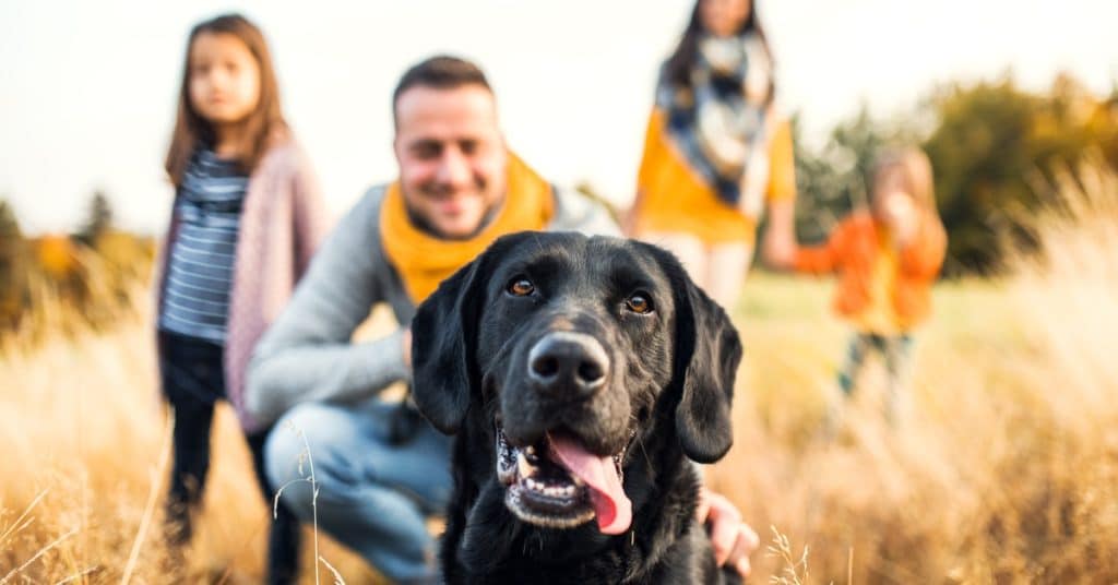 A black Labrador pants in a grassy field while a father kneels behind it and a mother walks with two daughters.